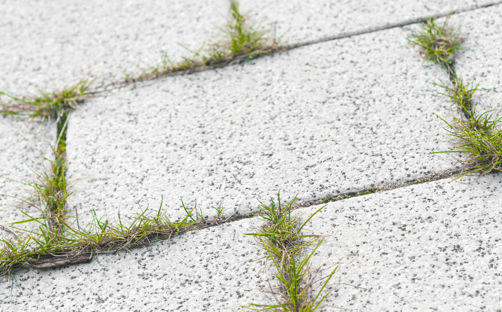 DIY Vinegar Weed Spray