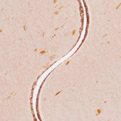 Face Masks & Eyewear Patchology Moodpatch Happy Place Inspiring Tea-Infused Aromatherapy Eye Gels, 5 Pairs